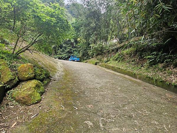 2025-04-11王公坑山看血藤花(1415)