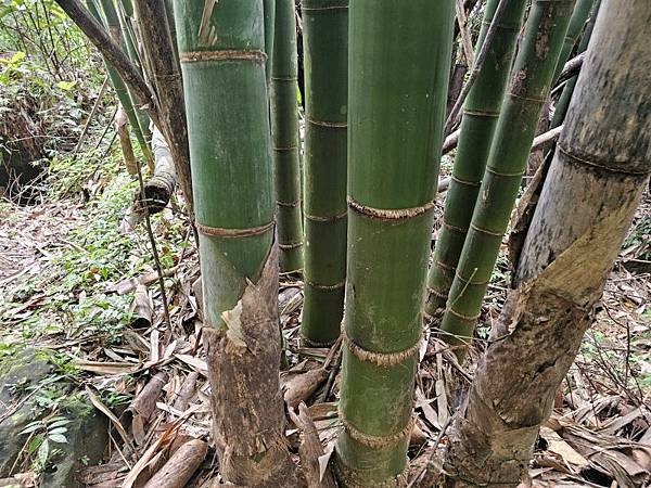 2025-04-17金興尖(1416)