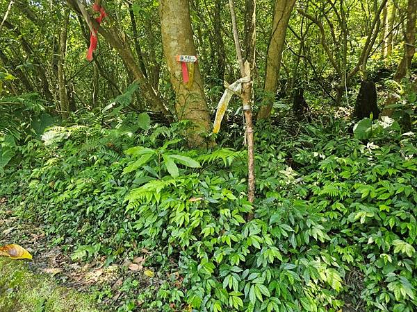 2025-04-19聖人崙(1417)