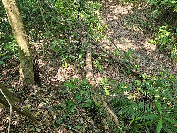 2025-04-19聖人崙(1417)