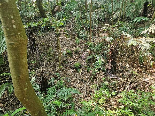 2025-04-19聖人崙(1417)