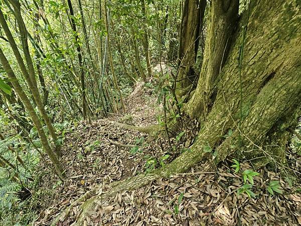 2025-04-19聖人崙(1417)