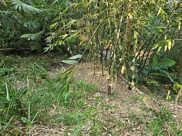 2025-10-14木柵柑仔坑山(1437)