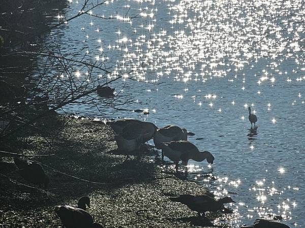 2025-11-22龍潭大池繞一圈