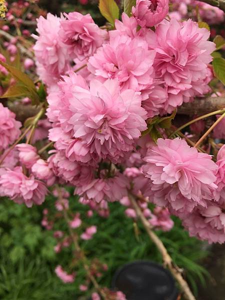 IMG_5201.JPG IMG_5201.JPG