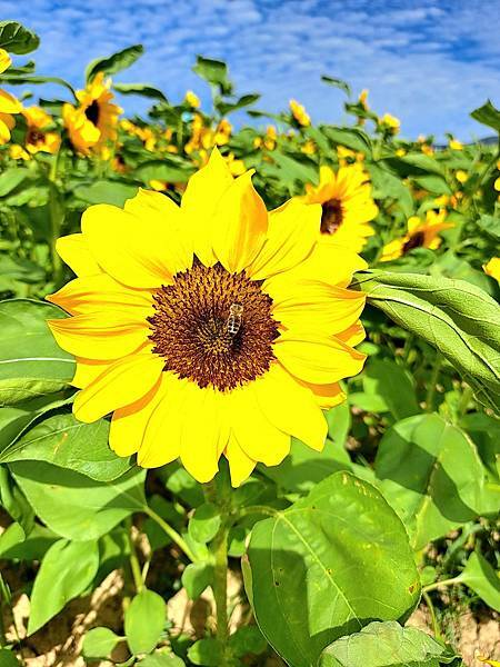 旅遊賞花-台北大佳河濱公園（向日葵）