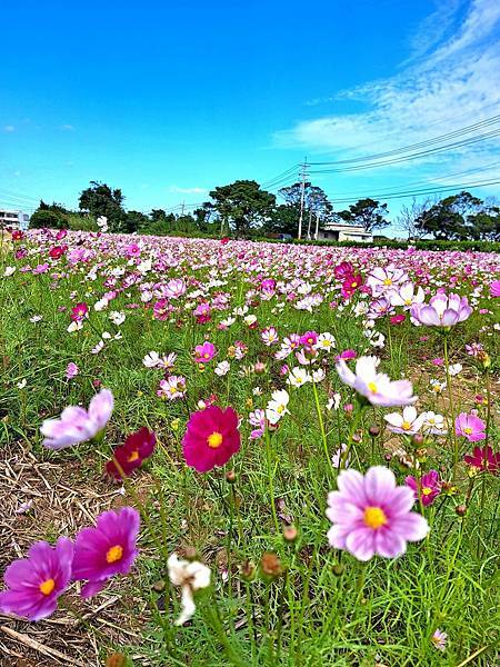 旅遊賞花-楊梅仙草花