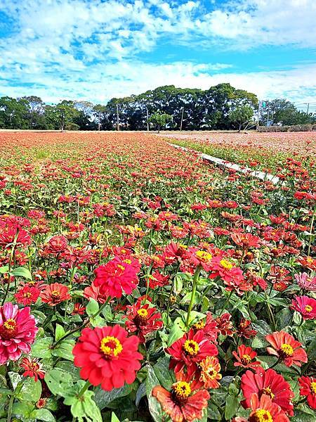 旅遊賞花-楊梅仙草花