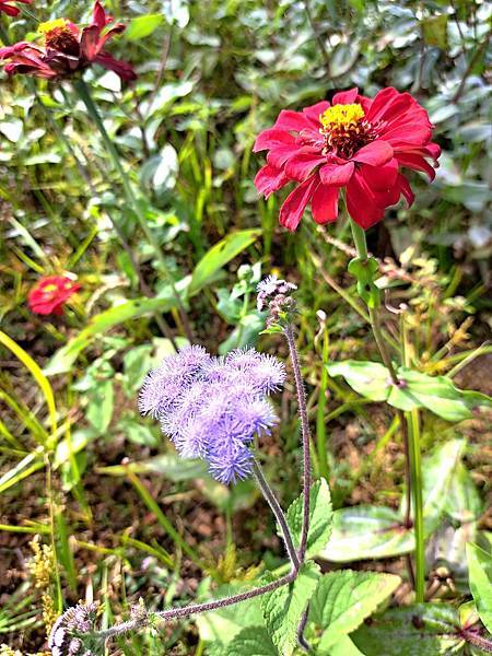 旅遊賞花-楊梅仙草花