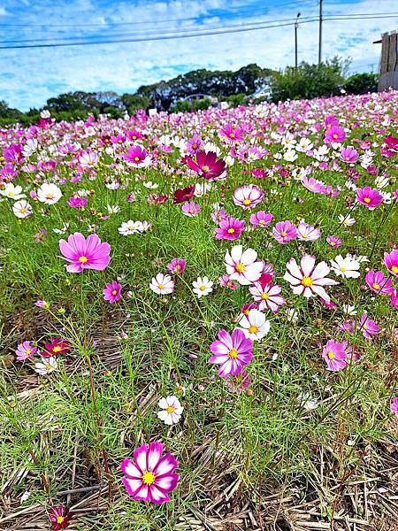 旅遊賞花-楊梅仙草花