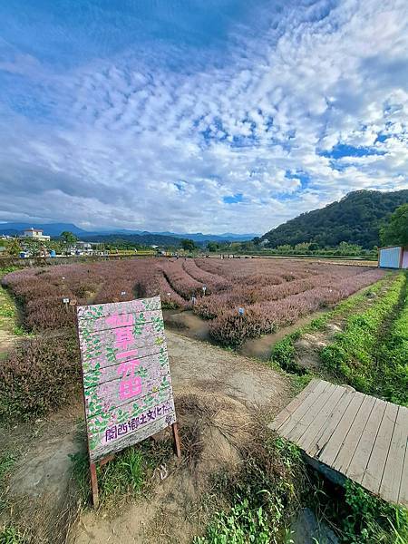 旅遊賞花-關西一分田-仙草花