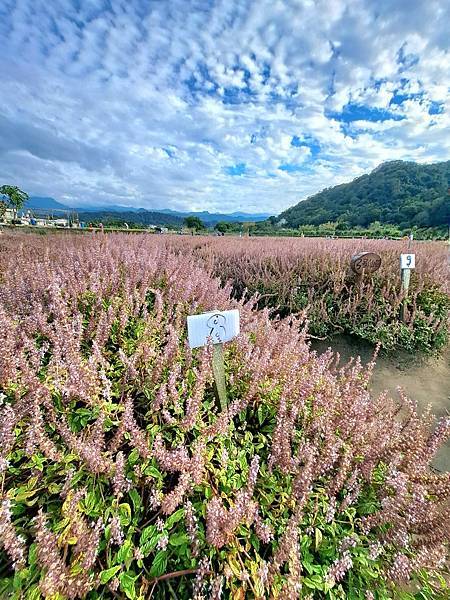 旅遊賞花-關西一分田-仙草花