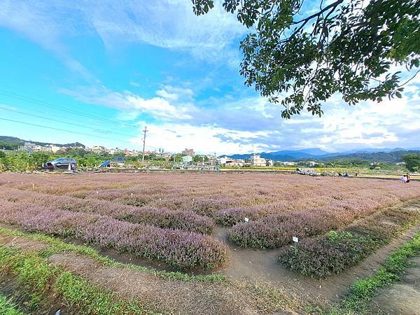 旅遊賞花-關西一分田-仙草花