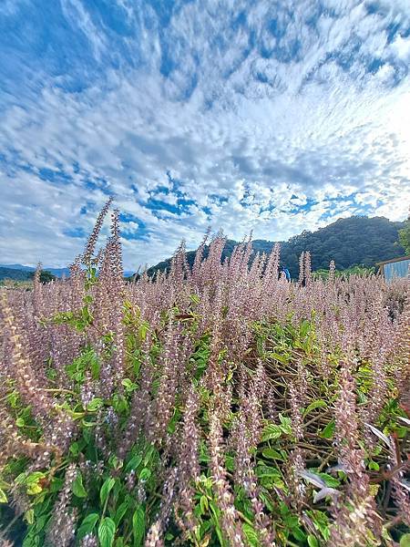 旅遊賞花-關西一分田-仙草花