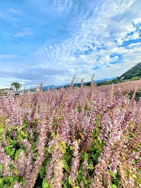 旅遊賞花-關西一分田-仙草花