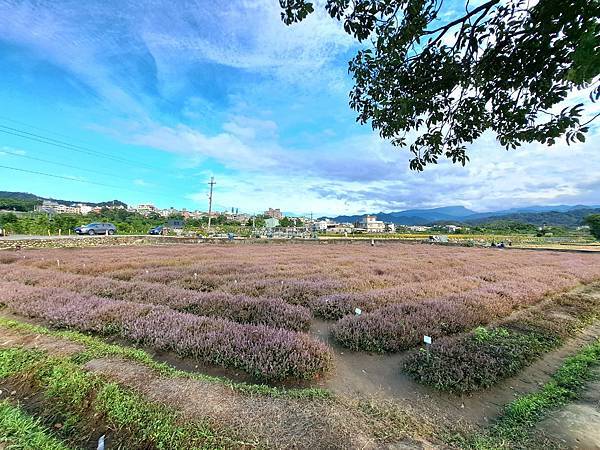 旅遊賞花-關西一分田-仙草花