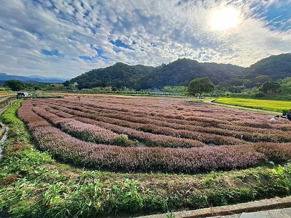 旅遊賞花-關西一分田-仙草花