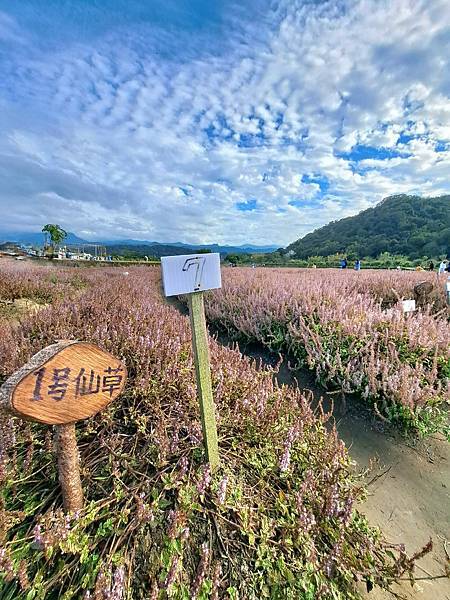 旅遊賞花-關西一分田-仙草花