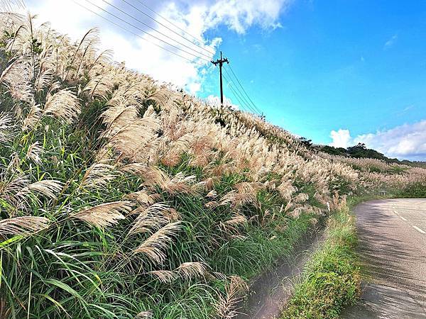 旅遊賞花-新北瑞芳五分山-芒草花