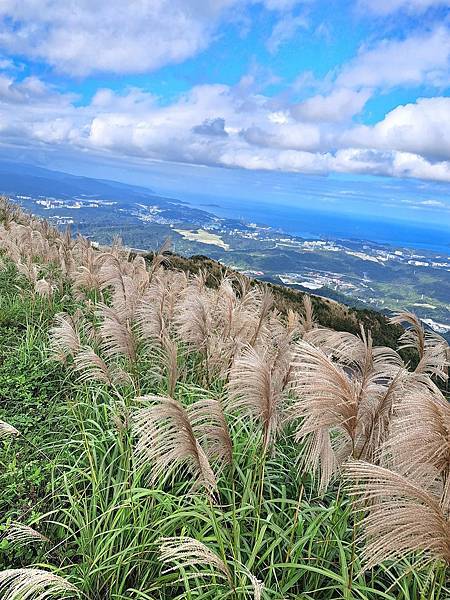 旅遊賞花-新北瑞芳五分山-芒草花