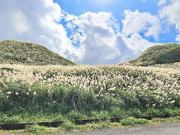 旅遊賞花-新北瑞芳五分山-芒草花