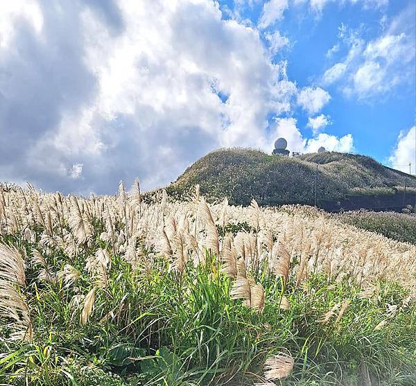 旅遊賞花-新北瑞芳五分山-芒草花