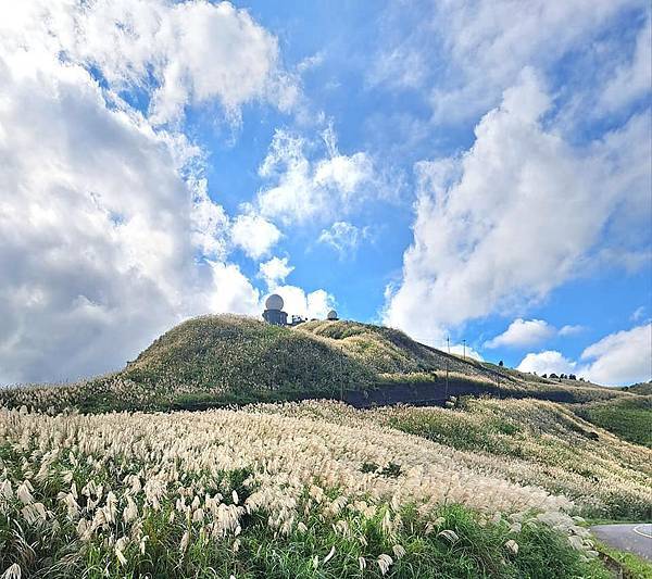 旅遊賞花-新北瑞芳五分山-芒草花