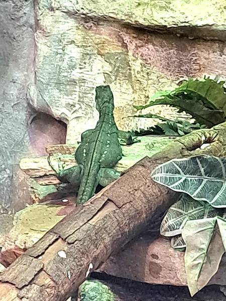 旅遊-台北市立動物園