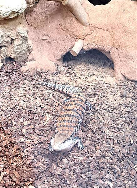 旅遊-台北市立動物園