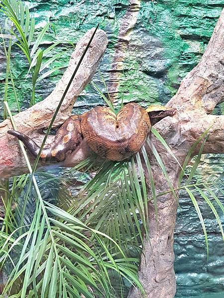 旅遊-台北市立動物園