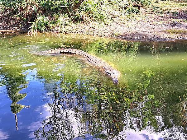 旅遊-台北市立動物園