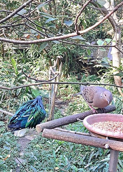 旅遊-台北市立動物園