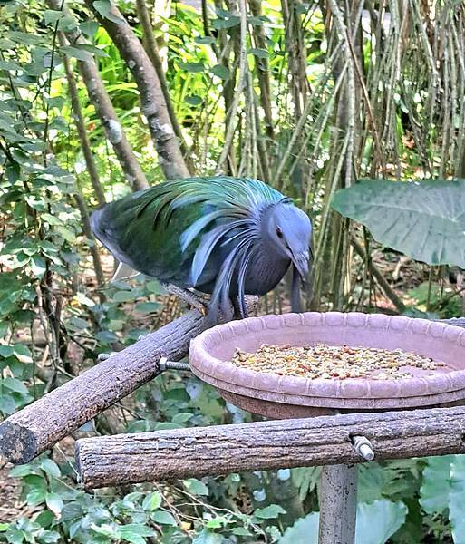 旅遊-台北市立動物園