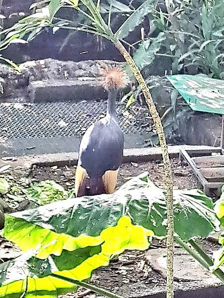 旅遊-台北市立動物園