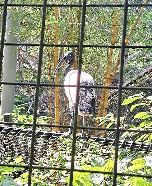 旅遊-台北市立動物園