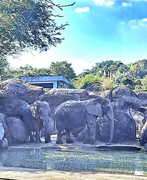 旅遊-台北市立動物園