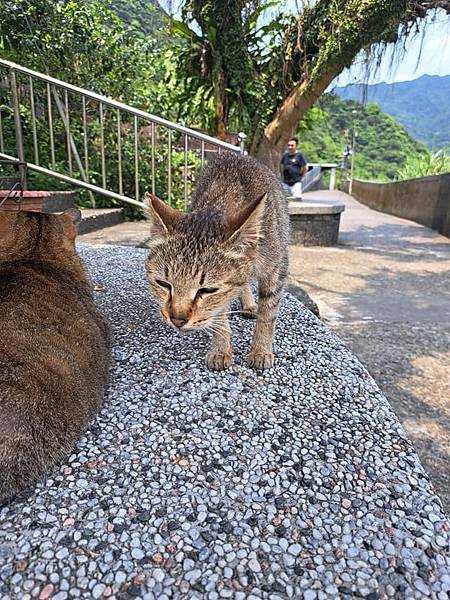 旅遊-新北猴硐貓村.礦工文史館