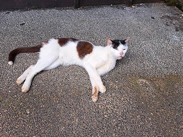 旅遊-新北猴硐貓村.礦工文史館