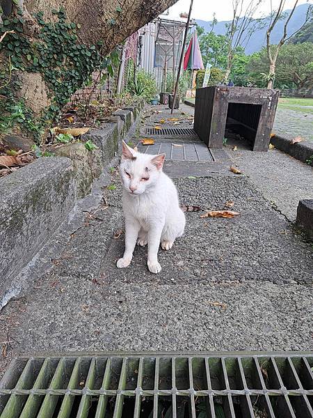 旅遊-新北猴硐貓村.礦工文史館