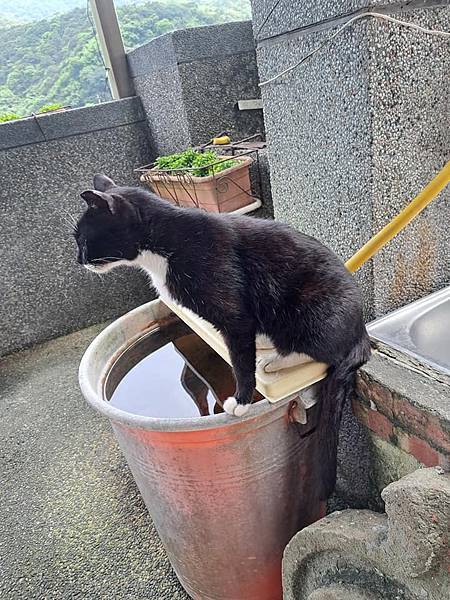 旅遊-新北猴硐貓村.礦工文史館