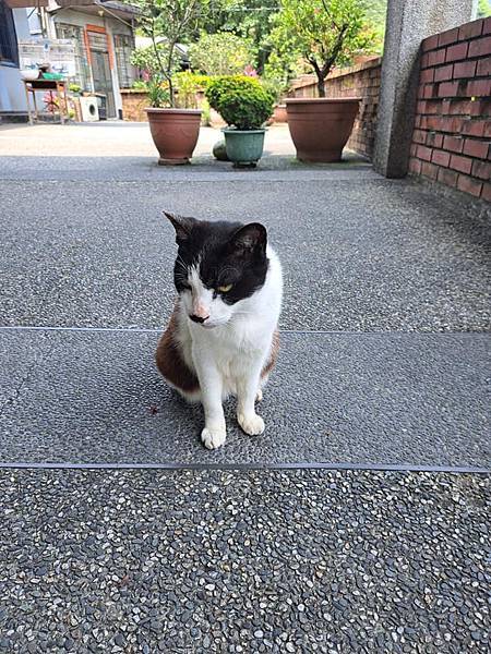 旅遊-新北猴硐貓村.礦工文史館