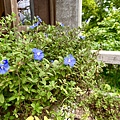 LINE_ALBUM_20240409-飛鳥小屋玉蘭茶園_230419_102.jpg