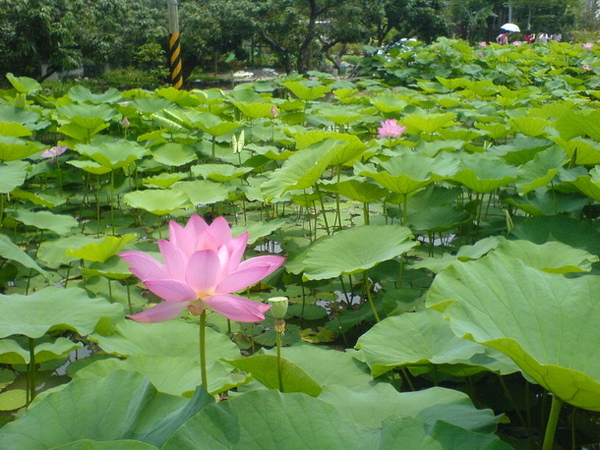 2009中興新村鐵馬行