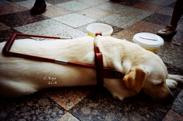 2010中友導盲犬活動