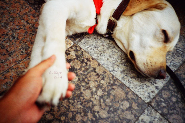 2010中友導盲犬活動