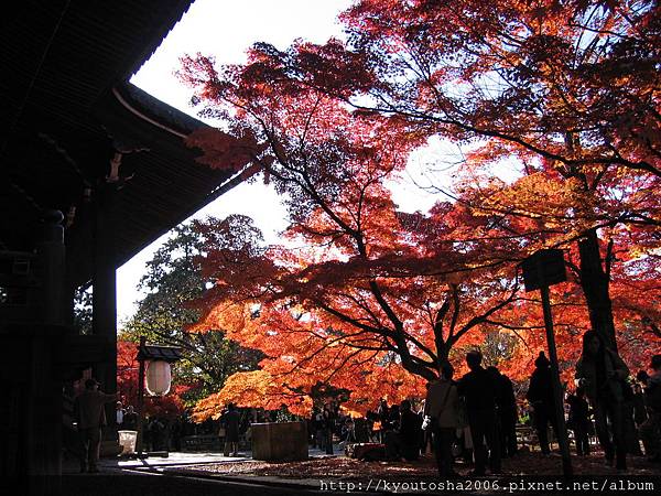 楓紅御所真如堂 263.jpg