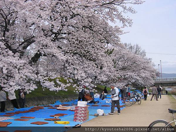 京都賀茂川賞櫻-4