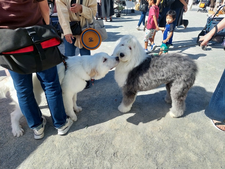 2023秋季靜岡 Day 2-2 靜岡市區漫遊