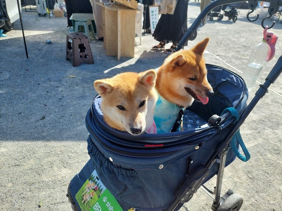 2023秋季靜岡 Day 2-2 靜岡市區漫遊