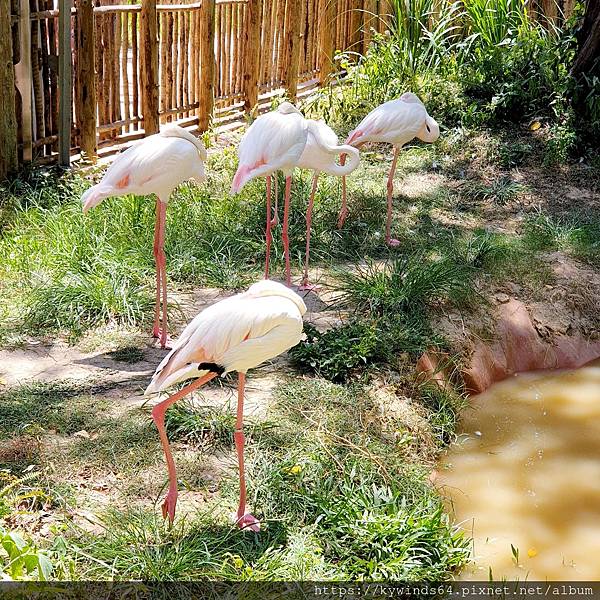 06-28-新竹動物園 (22).jpg